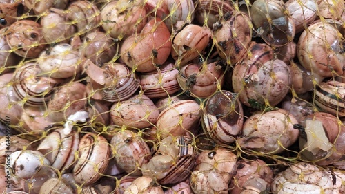 A lot of edible snails, packed in a net, are in an ice box in the store