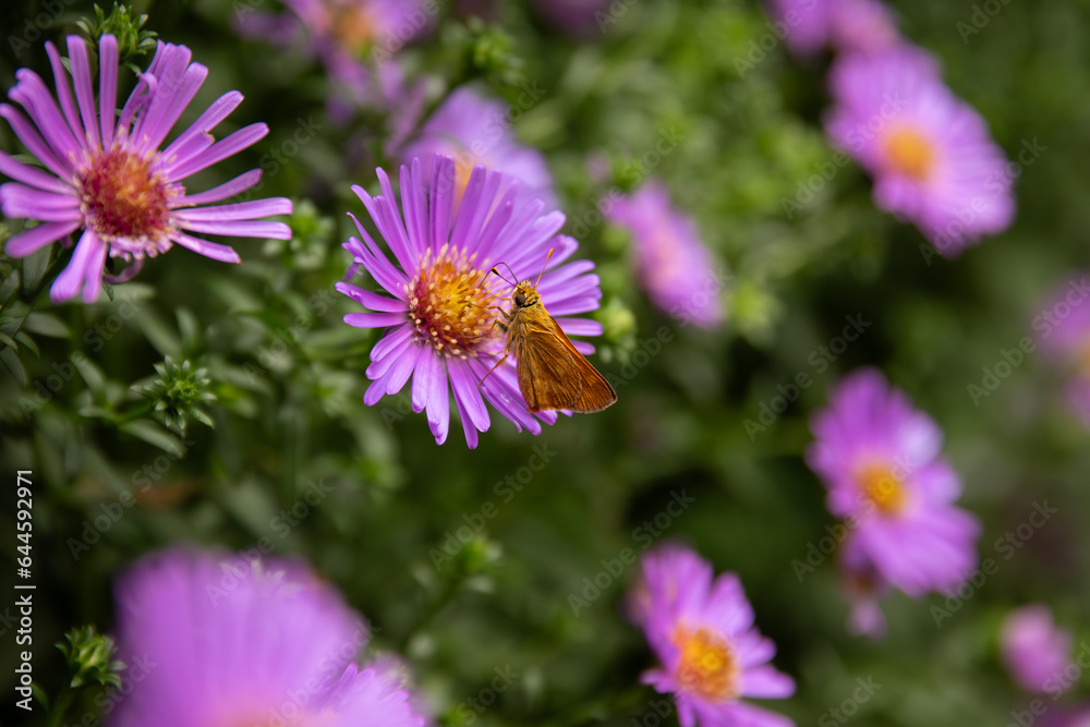Obraz premium Moth on Asters