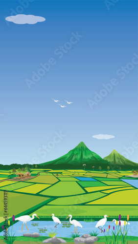 paddy field with mountain background