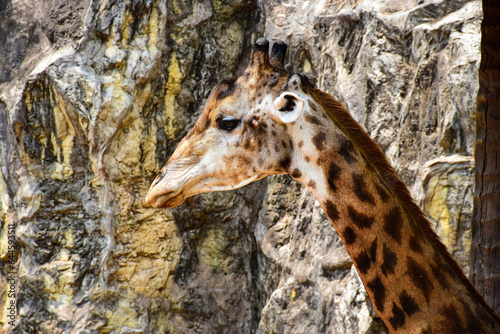 A tall giraffe in the zoo.The head of a giraffe in the zoo