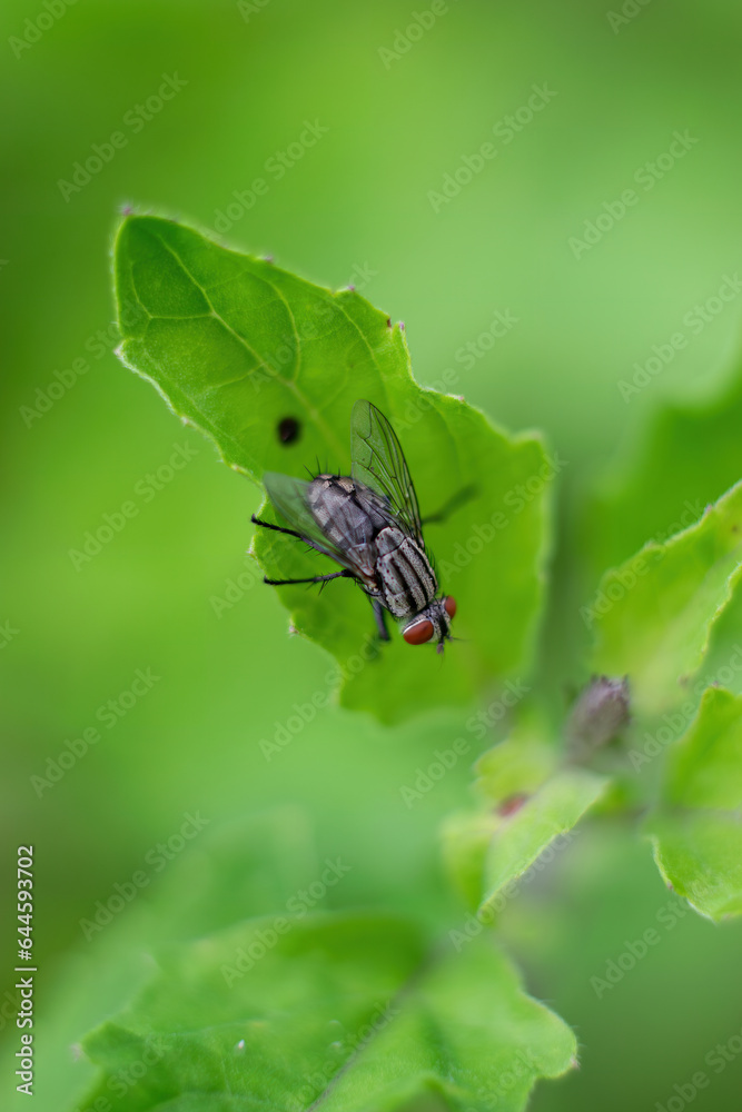 macro portrait of a fly on a leaf.one small black fly sits on a green leaf macro portrait of a fly on a leaf.one small black fly sits on a green leaf