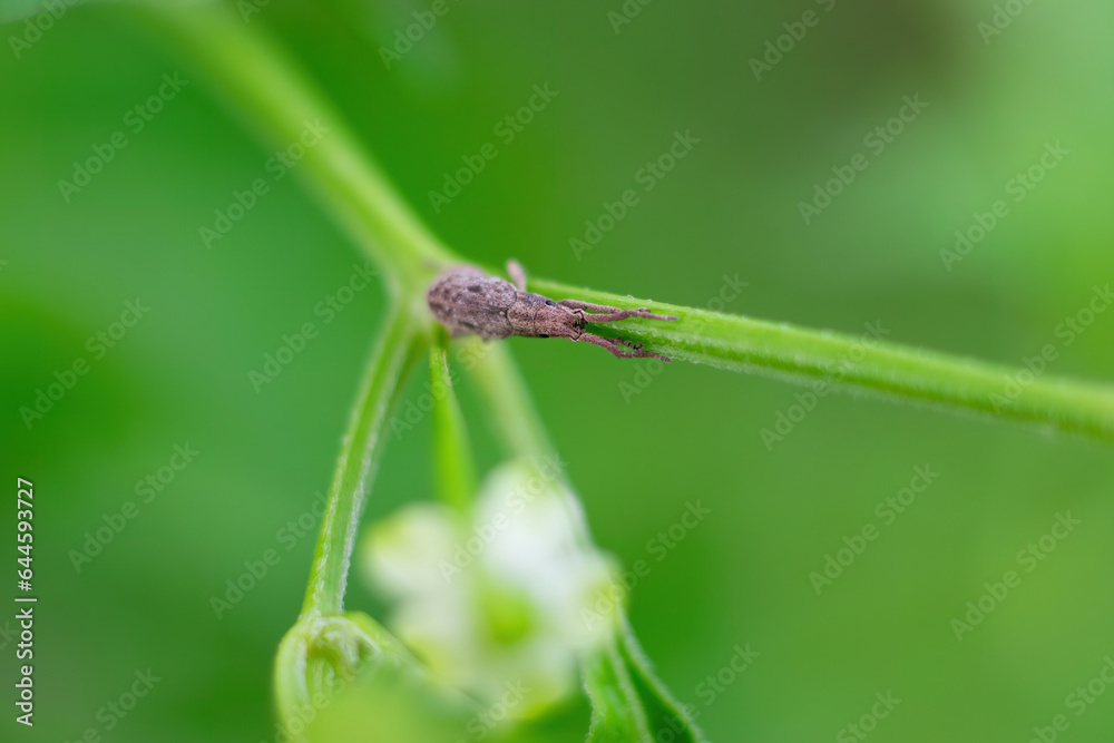 one small black fly sits on a green leaf one small black fly sits on a green leaf