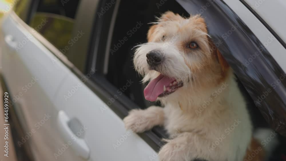 Jack Russell Terrier looks out the open window of the car. Close up Slow motion.