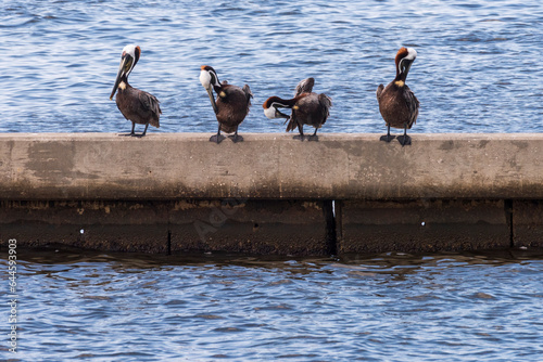 Four Brown Pelicans Preening