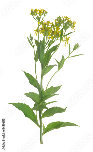 Broad-leaved ragwort, Senecio sarracenicus isolated on white background, this plant is toxic and attracts many insects