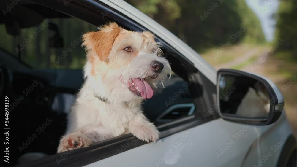 Jack Russell Terrier looks out the open window of the car. Close up Slow motion. Jack Russell Terrier looks out the open window of the car. Close up Slow motion.