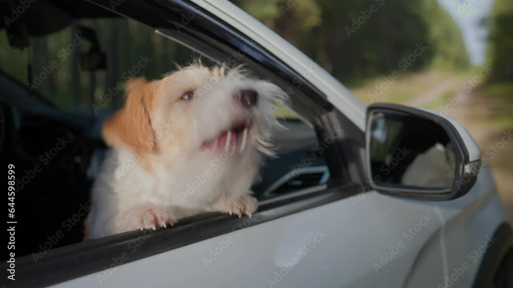Jack Russell Terrier looks out the open window of the car. Close up Slow motion. Jack Russell Terrier looks out the open window of the car. Close up Slow motion.