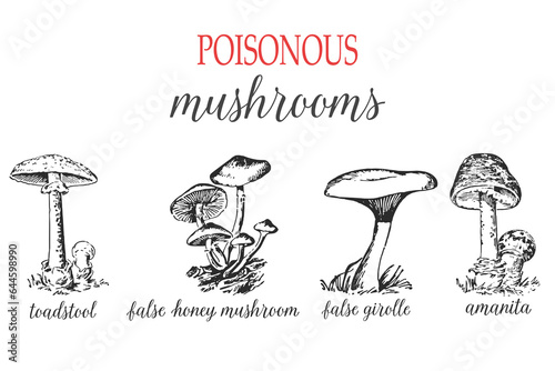 Set of poisonous mushrooms. Hand drawn ink illustration. Black and white ink sketch outline vector. photo