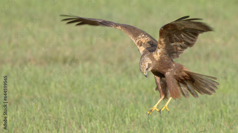 Bird of prey in flight, western marsh harrier flying