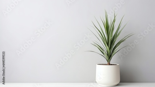 Lovely yucca plant in pot on white foundation. House stylistic layout