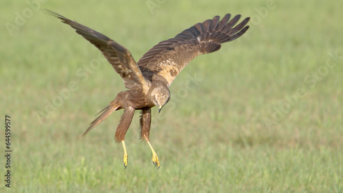 Bird of prey in flight, western marsh harrier flying