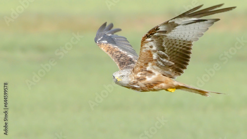 Red kite bird of prey in flight 