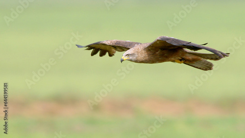 Bird of prey in flight, black kite flying