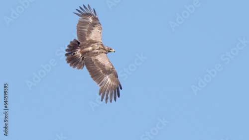 Lesser spotted eagle bird of prey in flight, bird fly in blue sky Aquila pomarina
