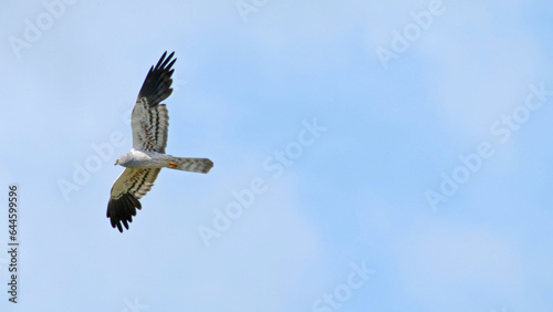 Montagu's harrier bird of prey in flight, bird flying in blue sky Circus pygargus