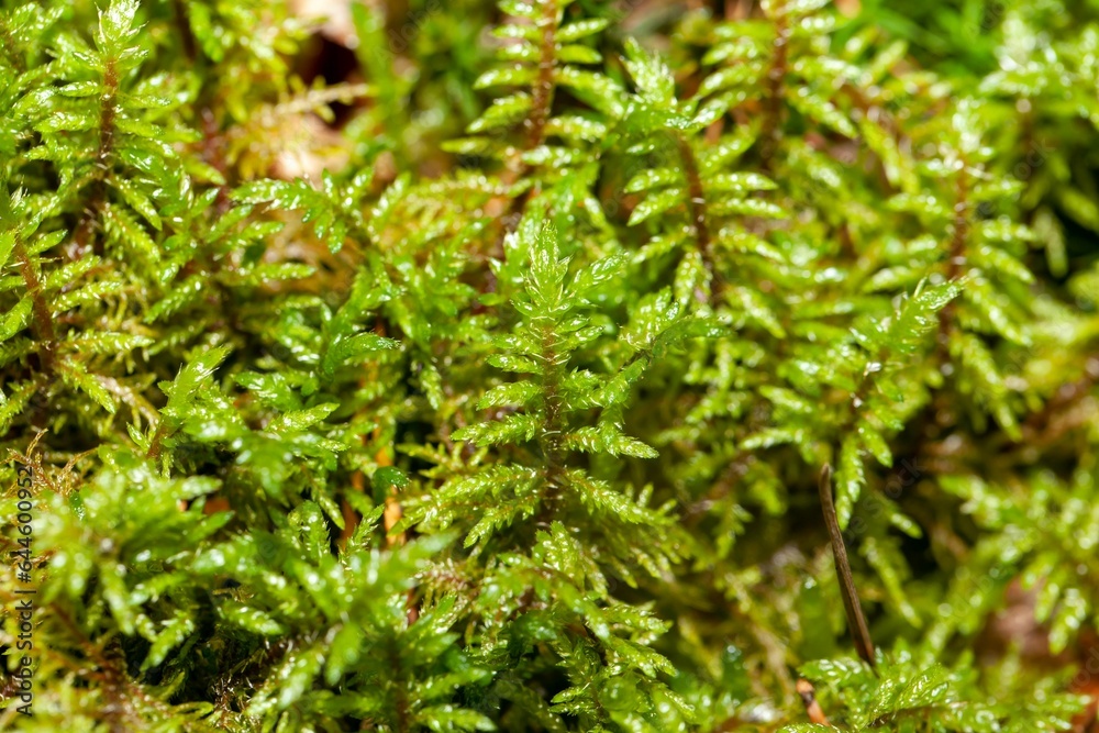 The moss species Scleropodium purum