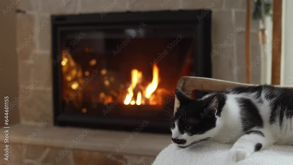 Cute cat relaxing at cozy fireplace. Hand in cozy sweater caressing cute cat resting on modern chair against burning fireplace in christmas festive room. Footage