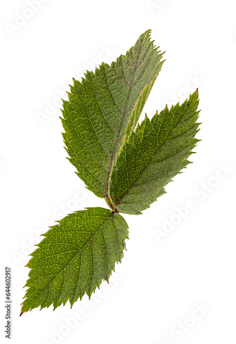 blackberry green leaf
