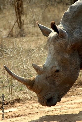 rhino close up