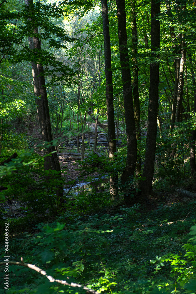 dense forest and stream. River in the forest. Untouched nature dense forest and stream. River in the forest. Untouched nature