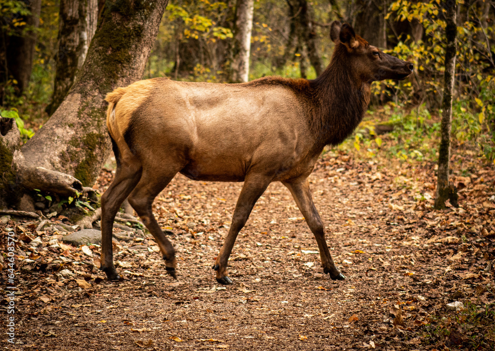 Cow Elk Walking on Trail in Forest Cow Elk Walking on Trail in Forest