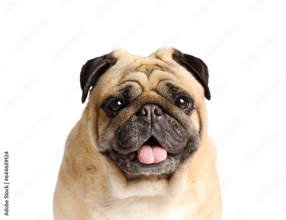 Portrait of a purebred cute pug with his tongue hanging out on a white background.