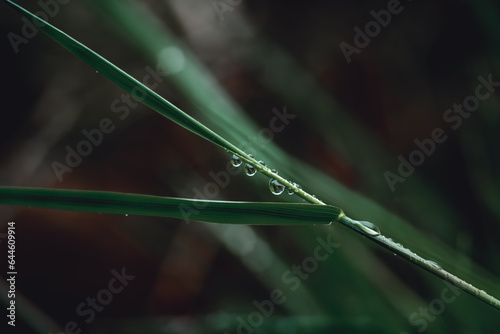 Macro shot of grass in spring, with water drops,Water on leave background,summer rain on the grass