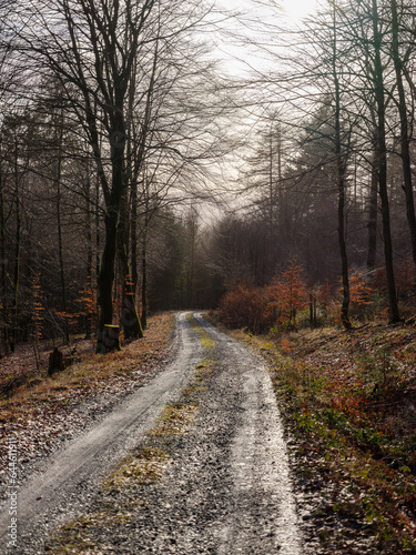 Herbstlicher Waldpfad © AdKrieger