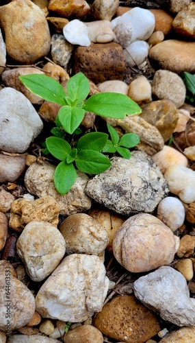 River rocks up close