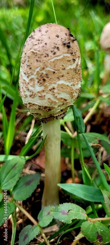 mushroom in the yard