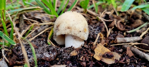 big top mushroom