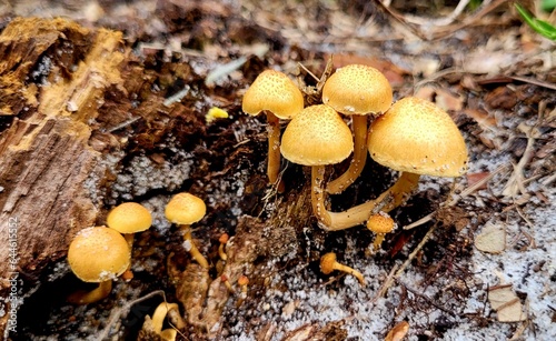little mushrooms