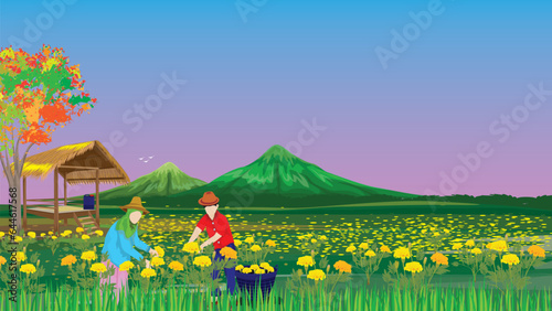 agriculturist harvest marigold flower in garden vector design