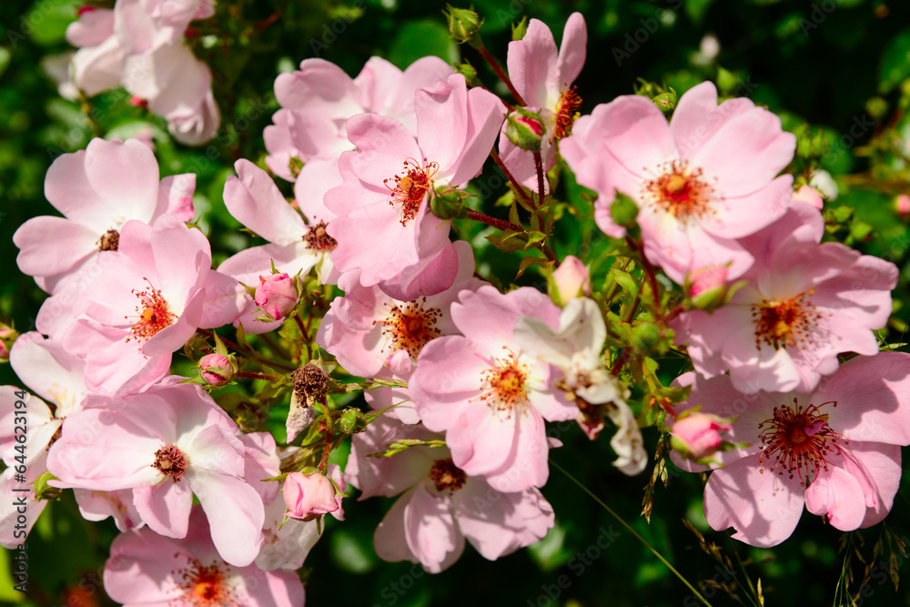 Beautiful pink roses blooming in garden, closeup