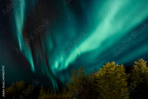 Stunning turquoise aurora borealis with purple nuances in the starry sky  northern lights  in Iceland