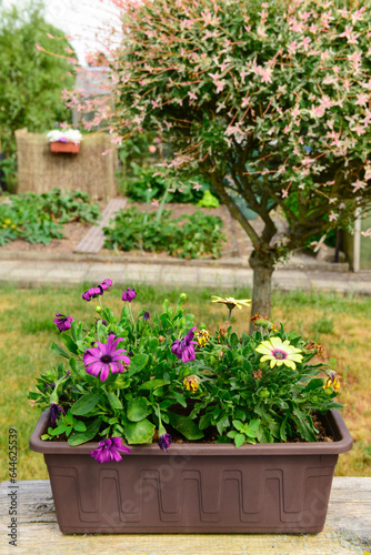 Pot with beautiful flowers in garden, closeup