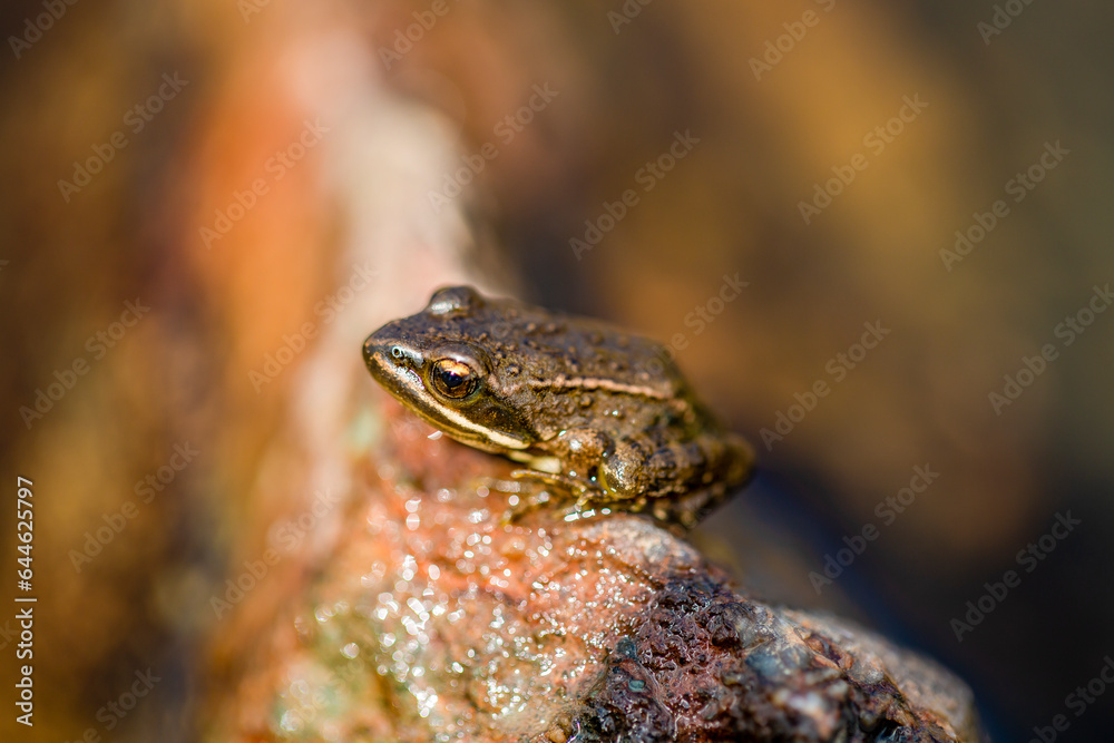 Nice frog in nature, North of Iraq Nice frog in nature, North of Iraq