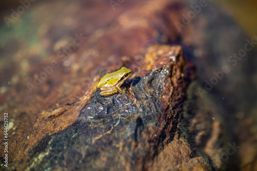 Nice frog in nature, North of Iraq