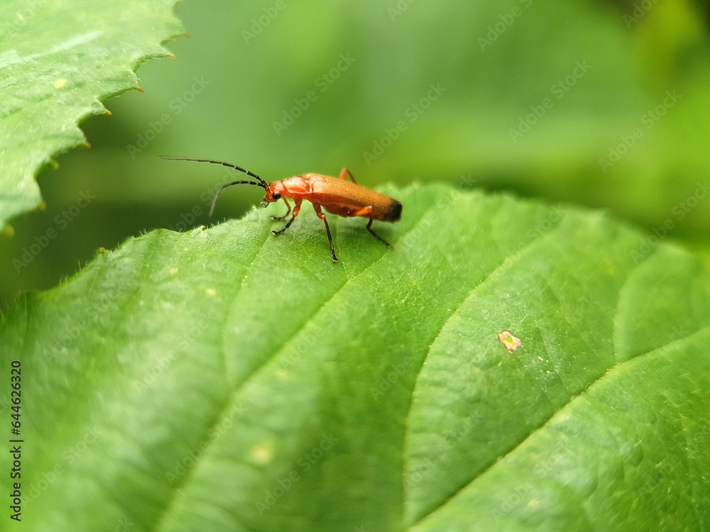 bug on a leaf bug on a leaf