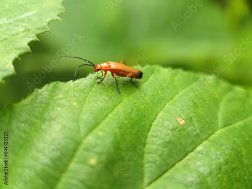 bug on a leaf © Jennifer
