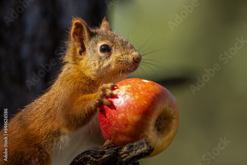 Cute scottish red squirrel eating a tasty apple in the woodland