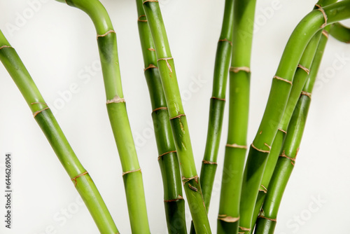 Green bamboo branches on light background, closeup