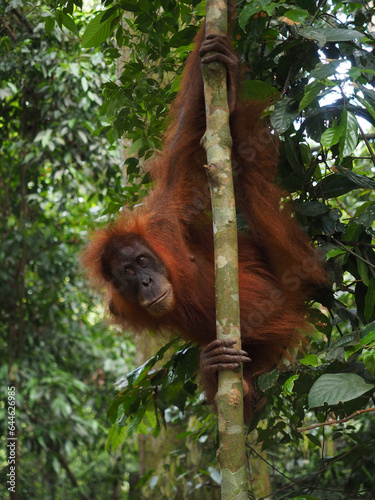 Neugieriger Orang Utan am Baumstamm