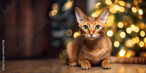 Abyssinian cat is sitting under a Christmas tree on a wooden floor, evening, preparation for holidays, traditions, a cozy house. © Ivan Acedo