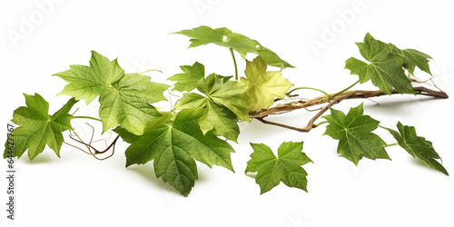 Grape leaves vine plant branch with tendrils isolated on white background. Generative AI