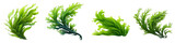 Seaweed clipart collection, vector, icons isolated on transparent background