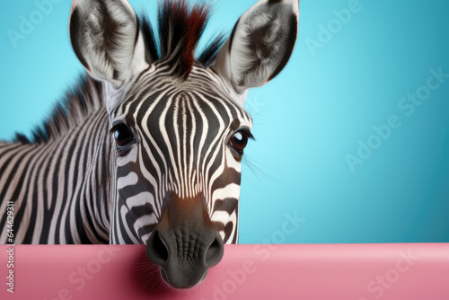 Creative animal concept. Zebra peeking over pastel bright background. advertisement  banner  card. copy text space. birthday party invite invitation
