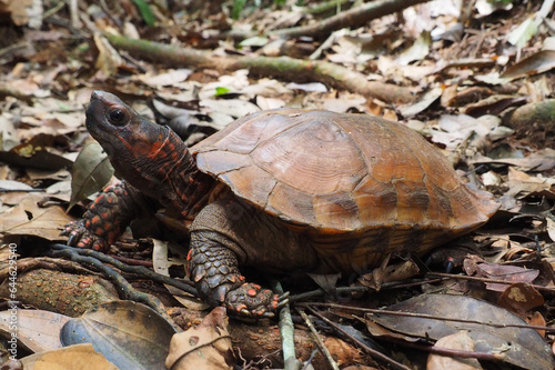 Kleine Landschildkröte