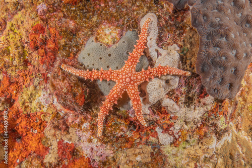 Starfish On the seabed in the Red Sea  Eilat Israel 