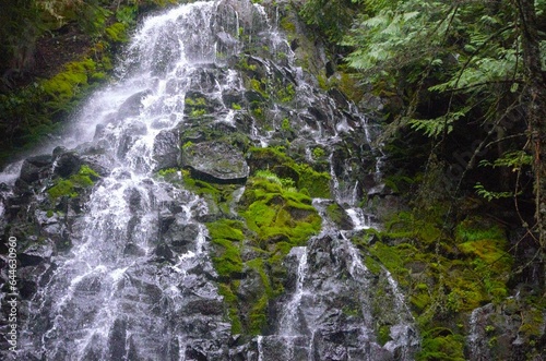 View of Ramona Falls, a huge waterfall cascading down a moss covered, dark rock face that is between pine trees in a dense pine woodland area.  photo